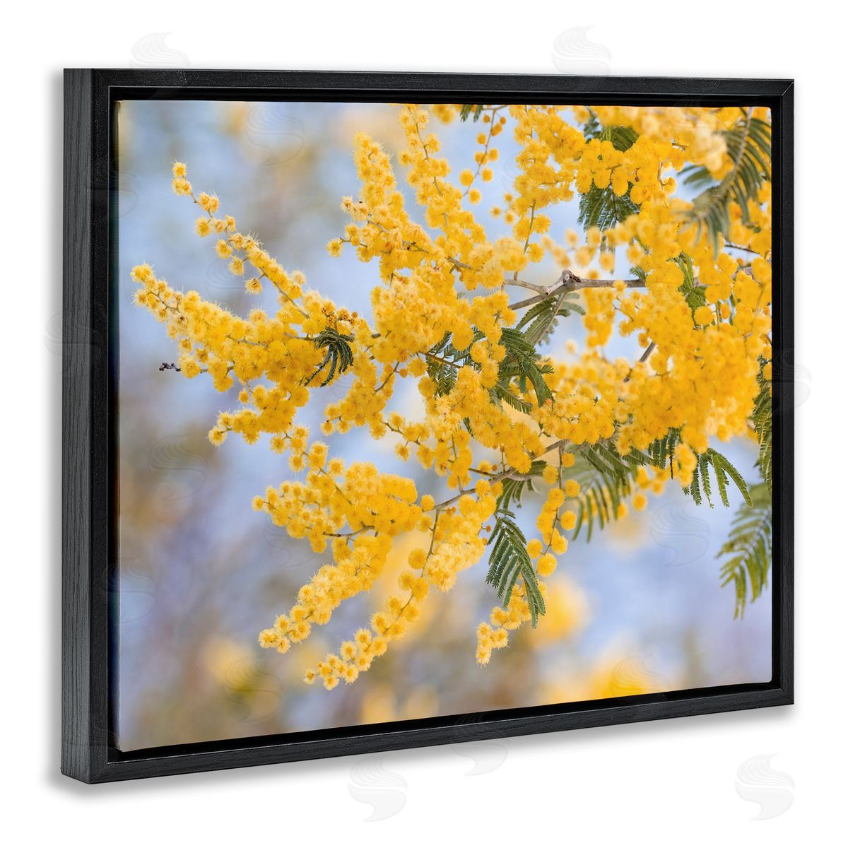 Stupell Studio Yellow Mimosa Tree Flowers Nature
