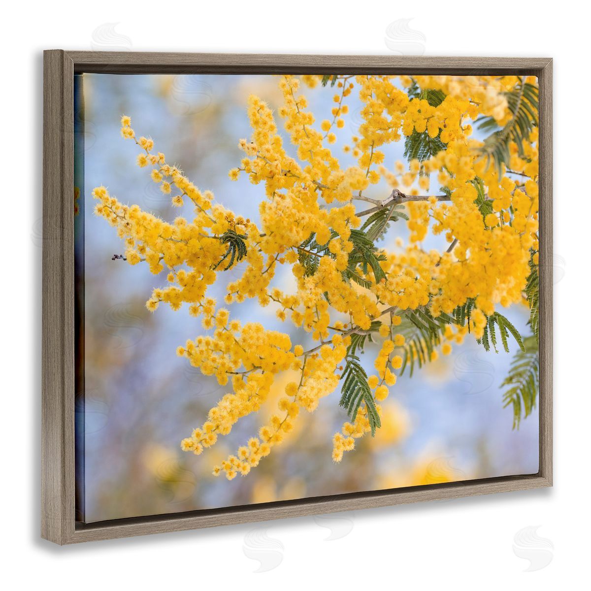 Stupell Studio Yellow Mimosa Tree Flowers Nature