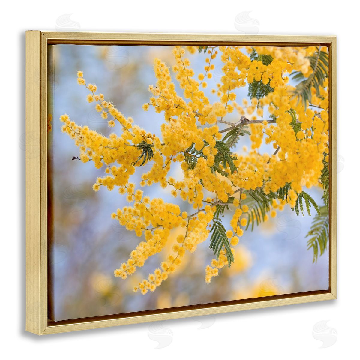 Stupell Studio Yellow Mimosa Tree Flowers Nature