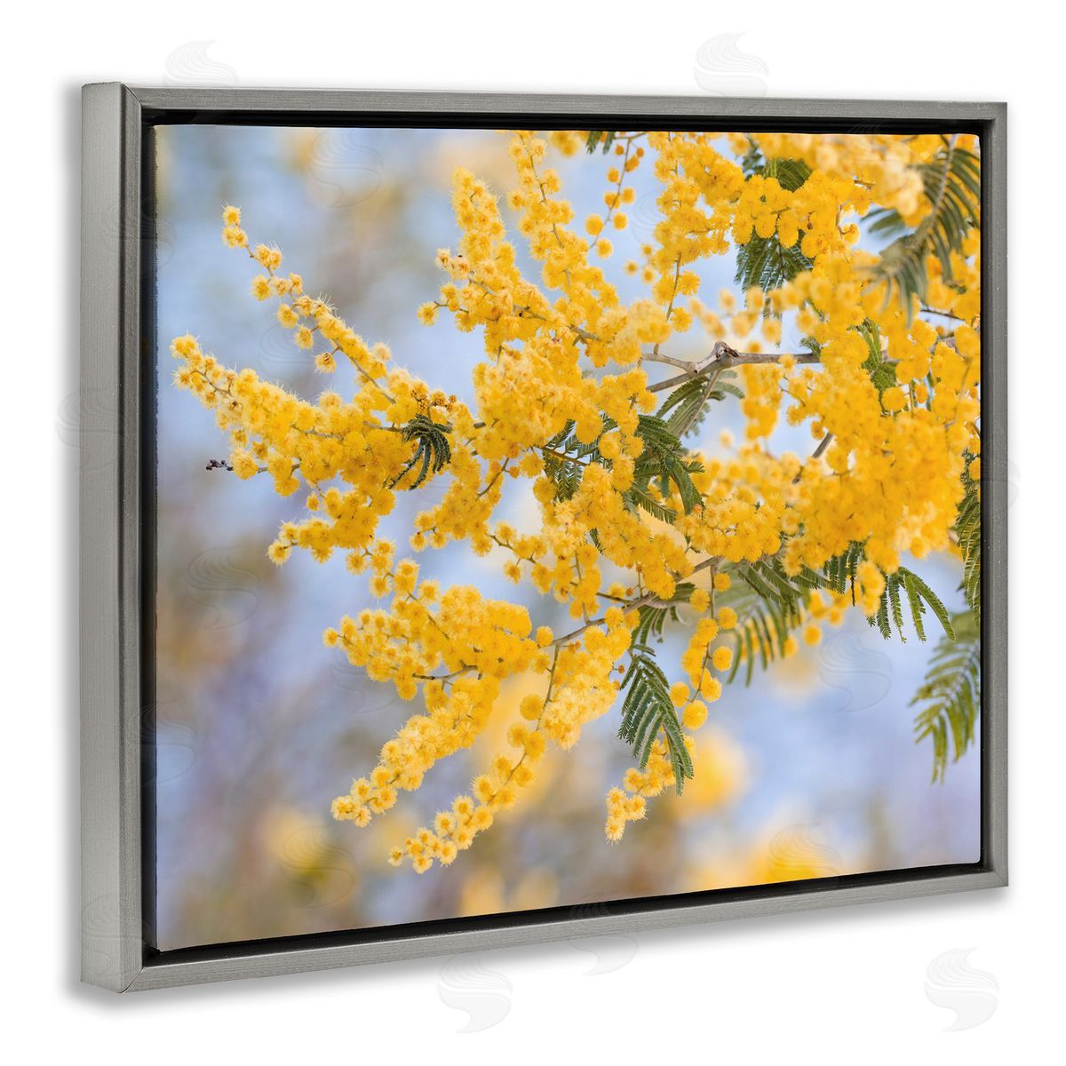 Stupell Studio Yellow Mimosa Tree Flowers Nature