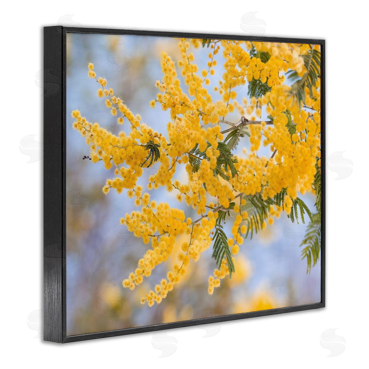 Stupell Studio Yellow Mimosa Tree Flowers Nature