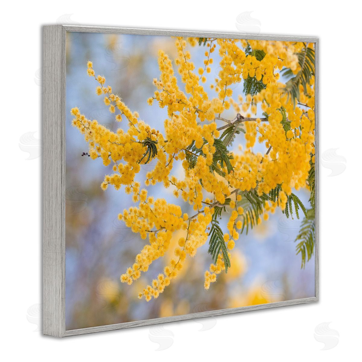 Stupell Studio Yellow Mimosa Tree Flowers Nature