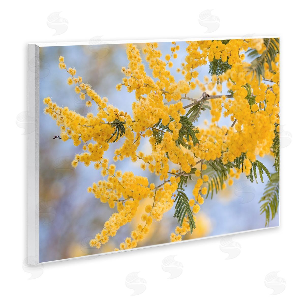 Stupell Studio Yellow Mimosa Tree Flowers Nature