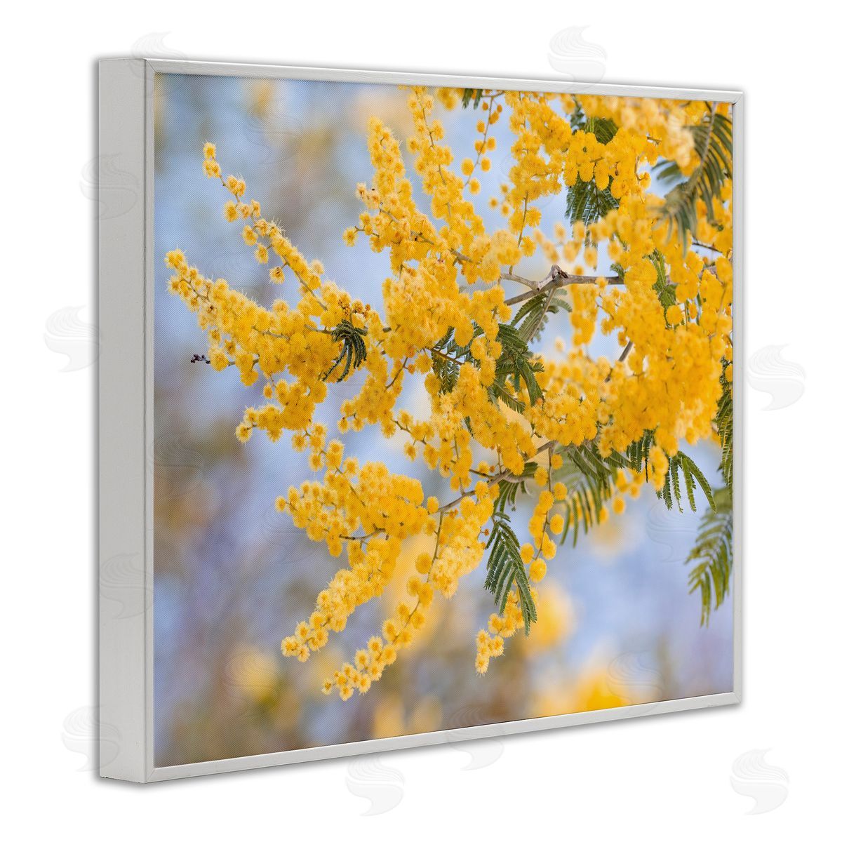 Stupell Studio Yellow Mimosa Tree Flowers Nature