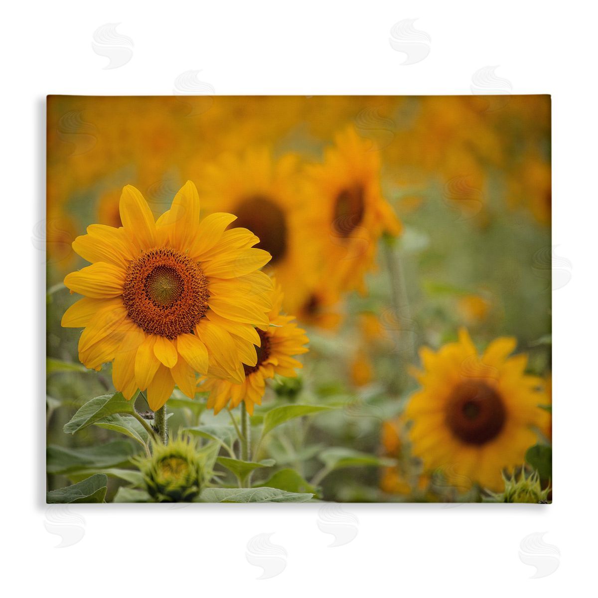 Stupell Studio Sunflower Field Nature Blooms