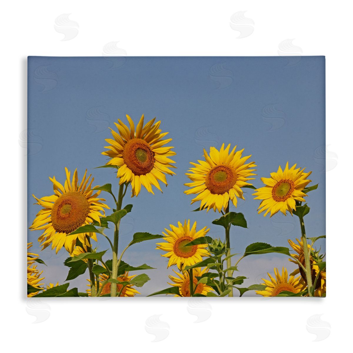 Stupell Studio Sunflower Field Clear Sky