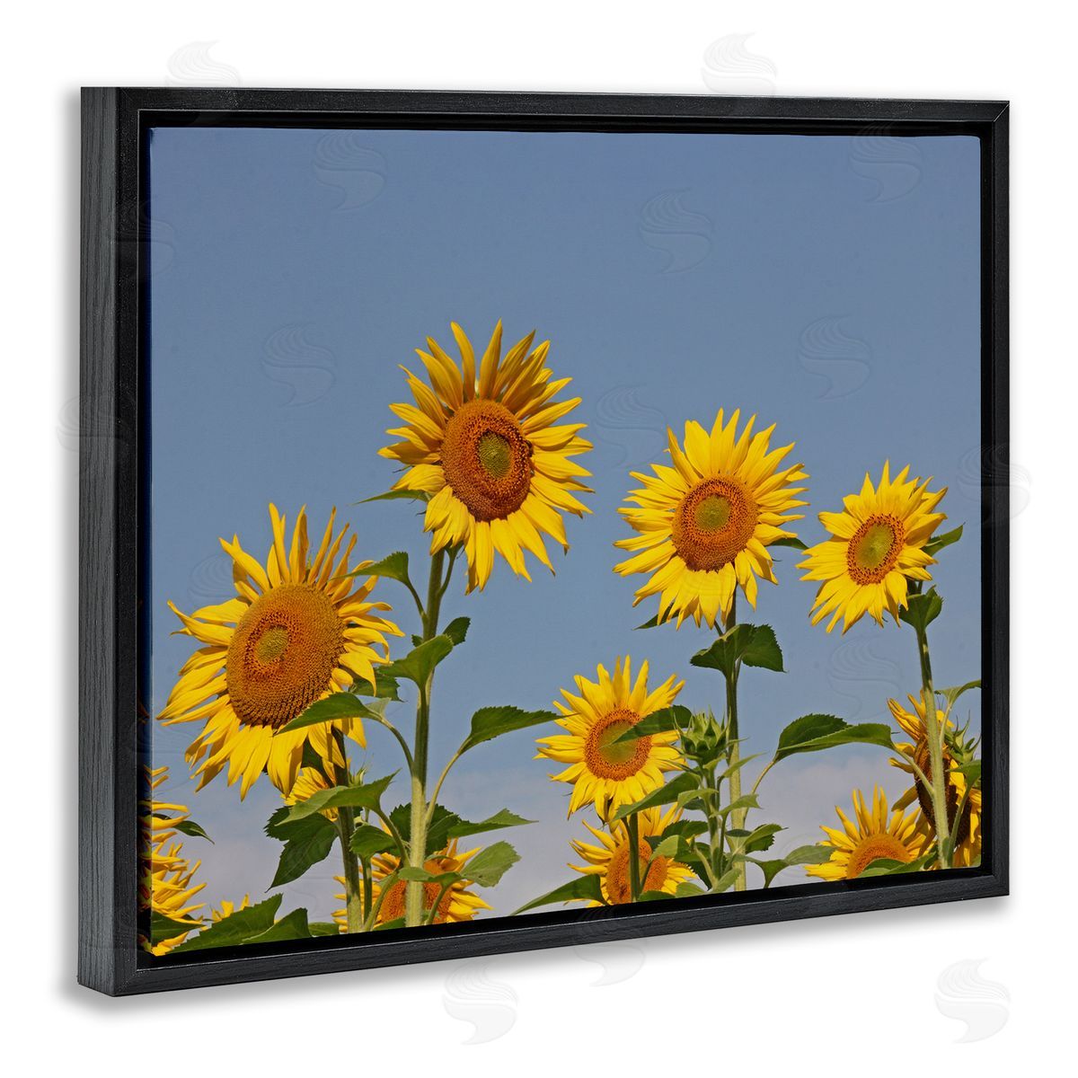 Stupell Studio Sunflower Field Clear Sky