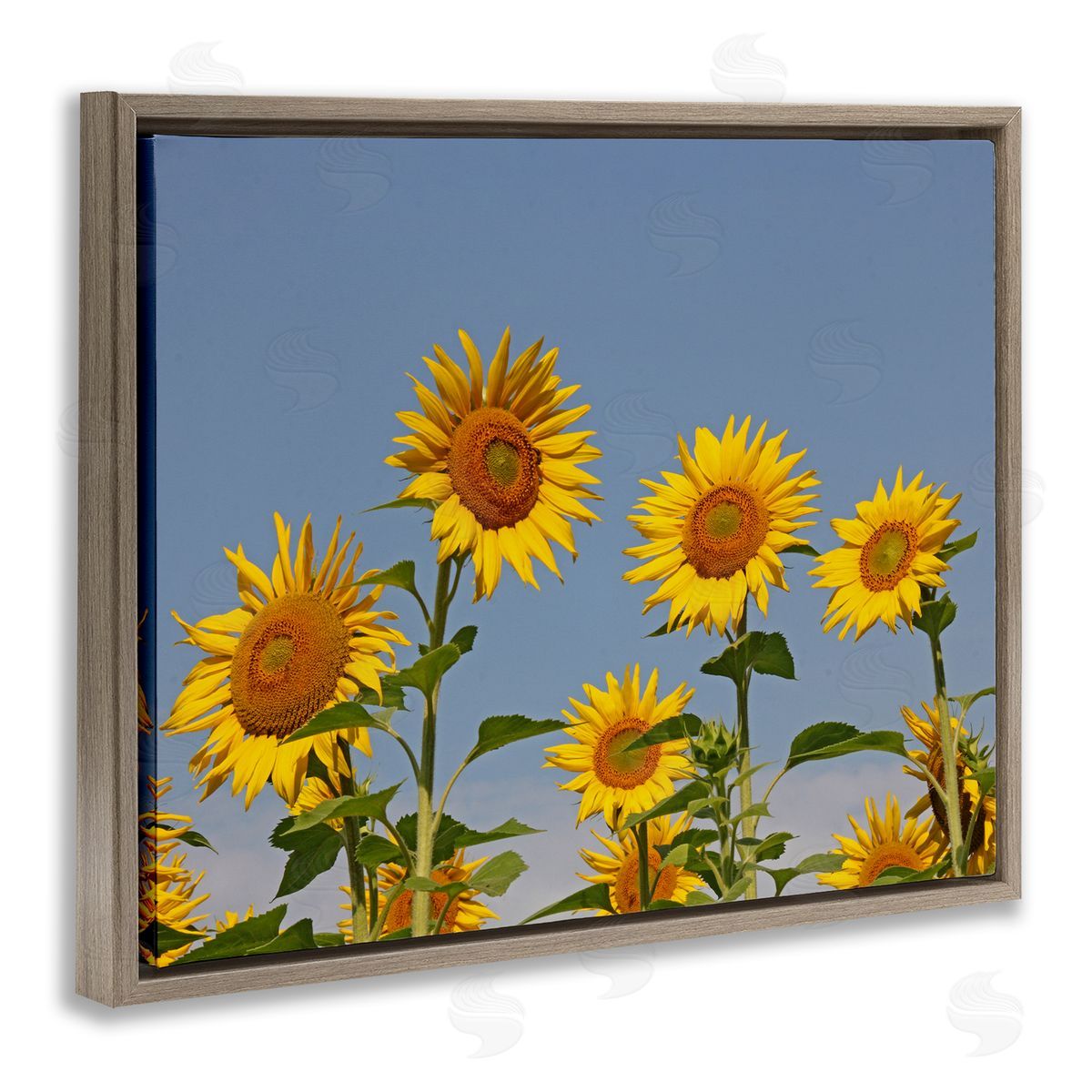 Stupell Studio Sunflower Field Clear Sky