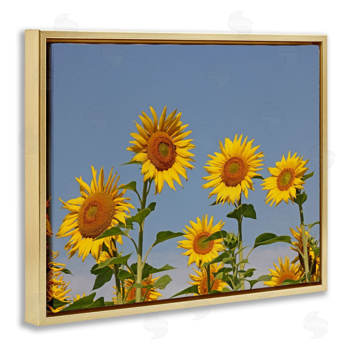 Stupell Studio Sunflower Field Clear Sky