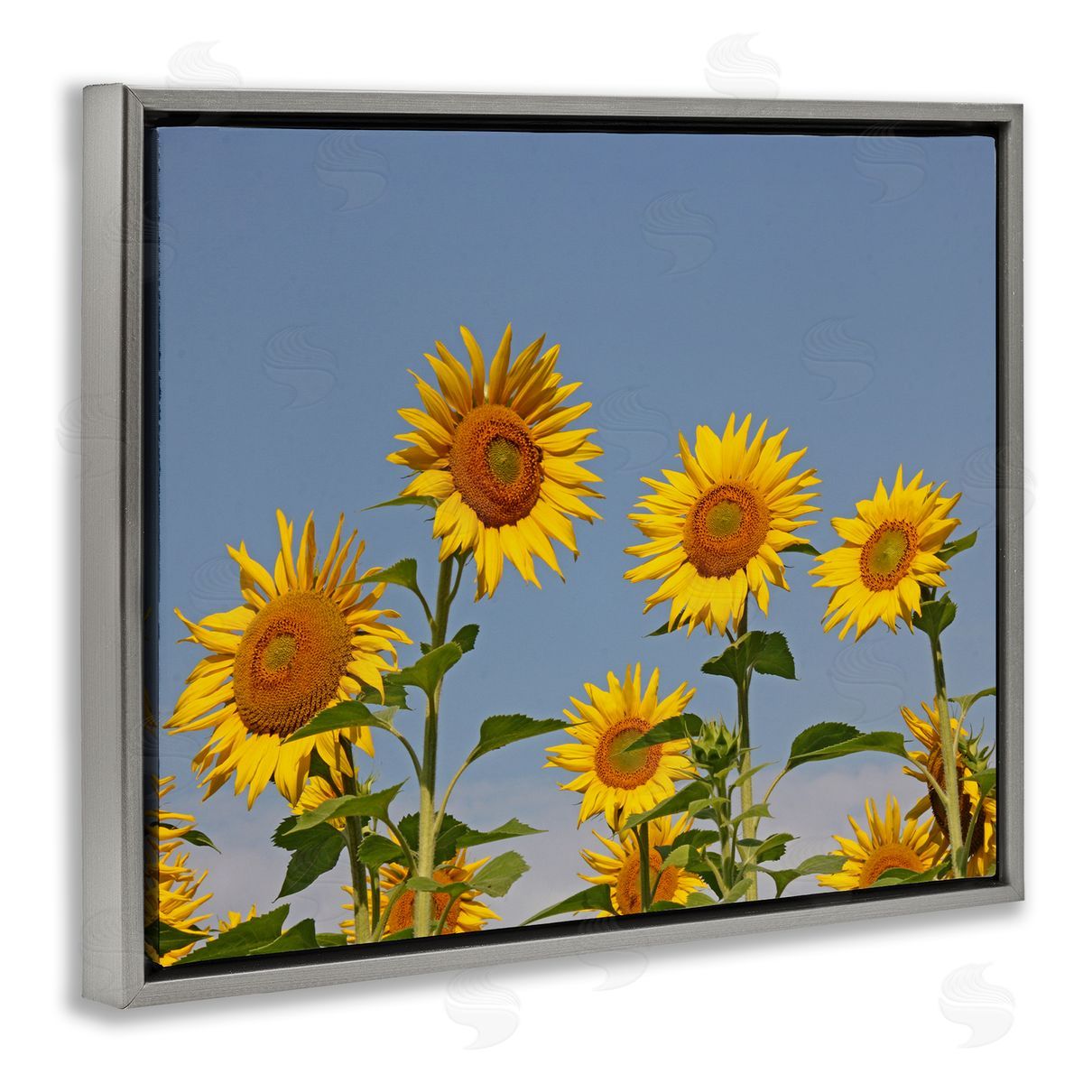 Stupell Studio Sunflower Field Clear Sky