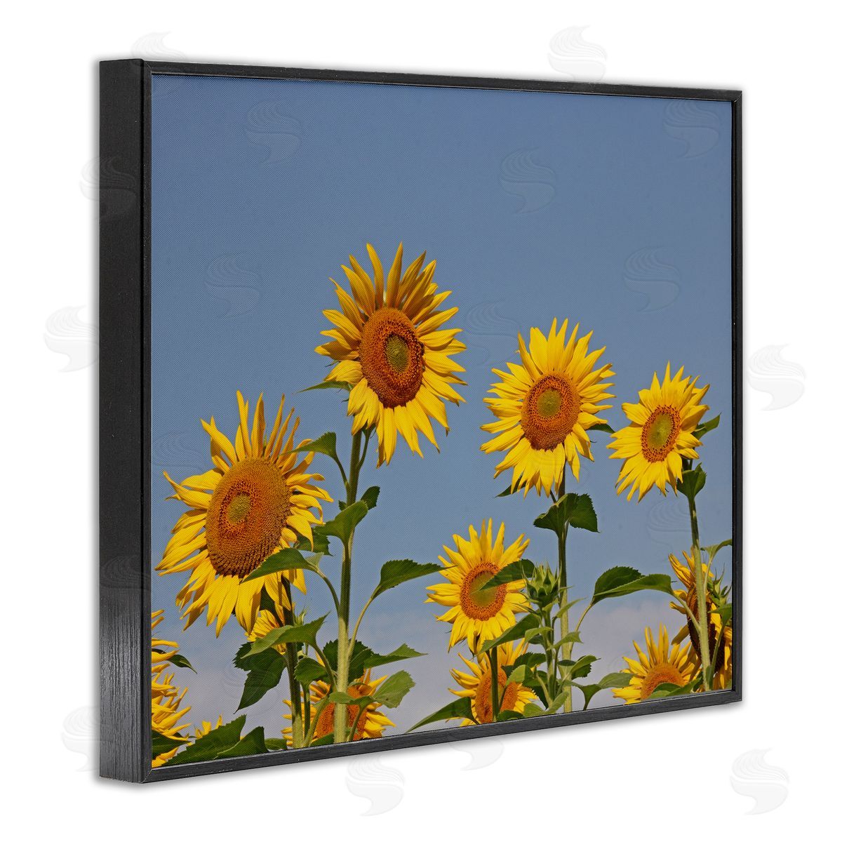 Stupell Studio Sunflower Field Clear Sky