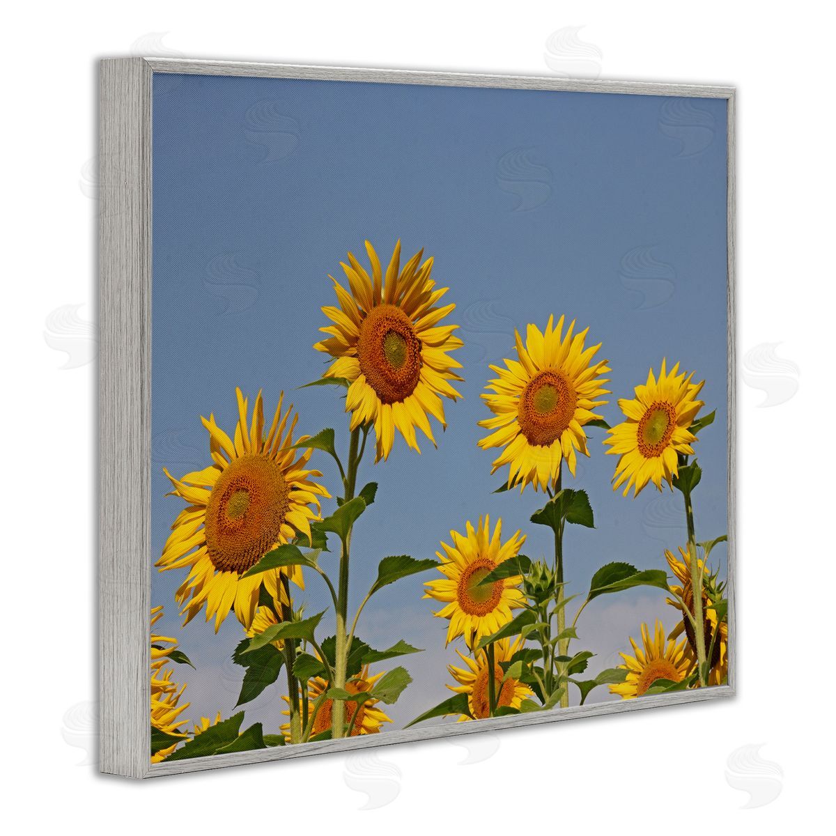 Stupell Studio Sunflower Field Clear Sky
