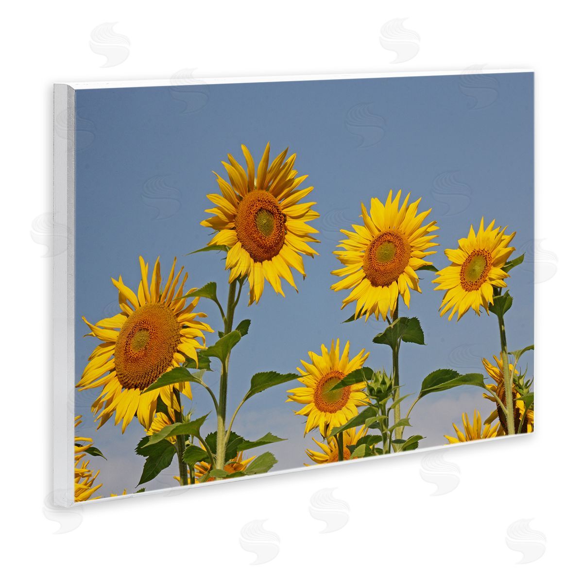 Stupell Studio Sunflower Field Clear Sky