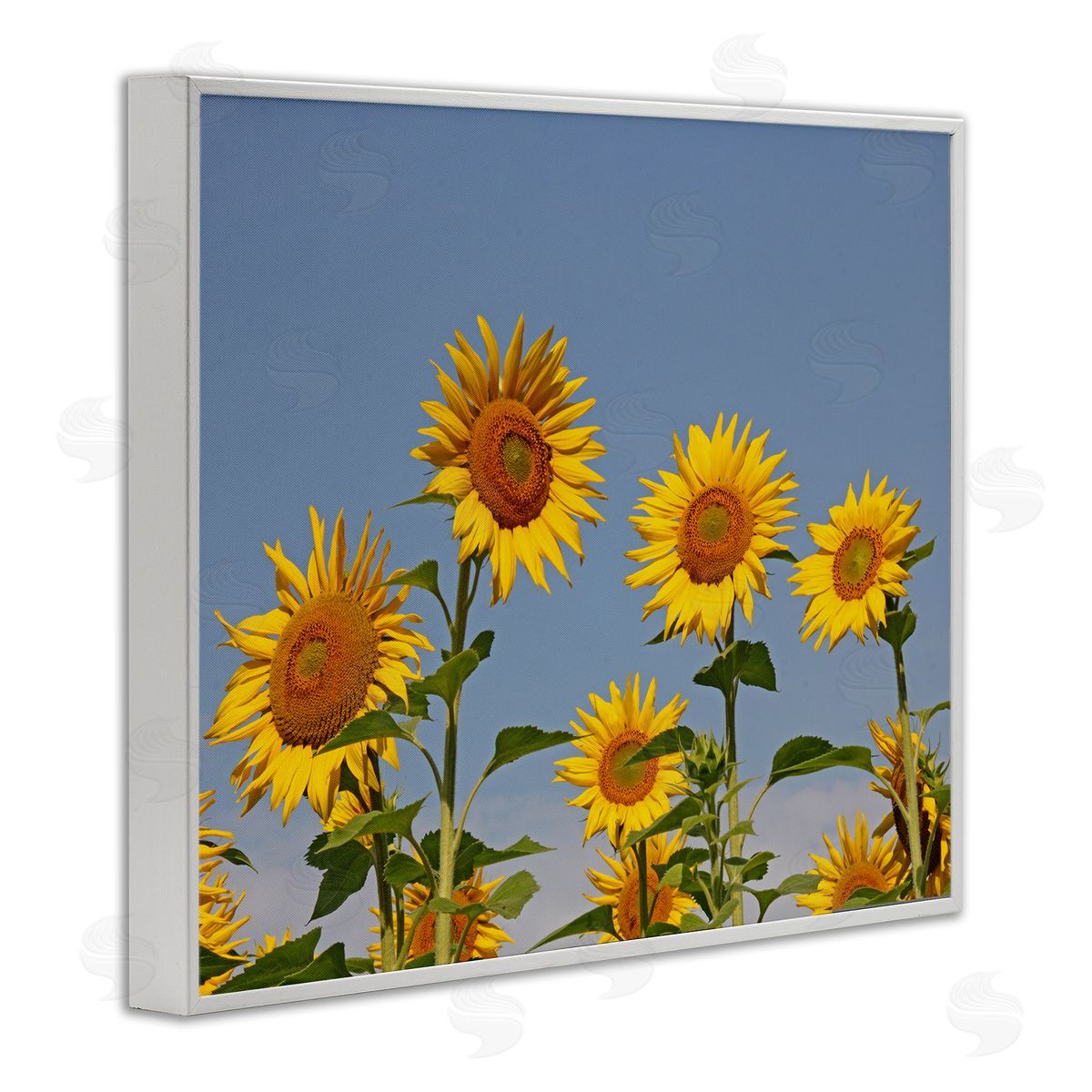 Stupell Studio Sunflower Field Clear Sky