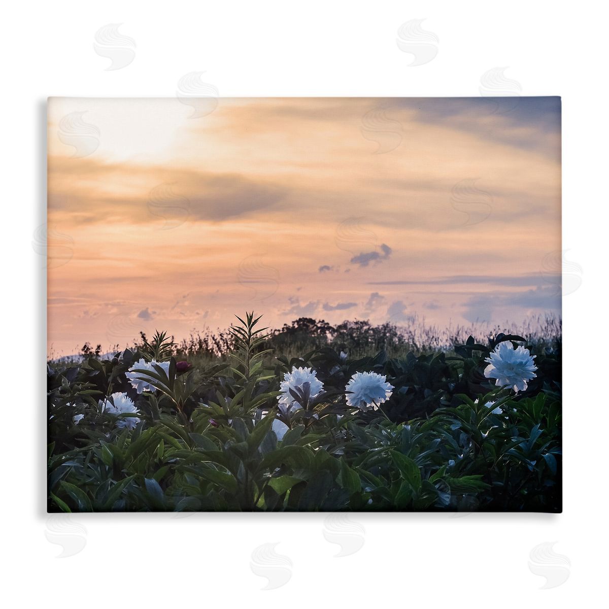 Stupell Studio Wildflower Blossoms Sunset Sky
