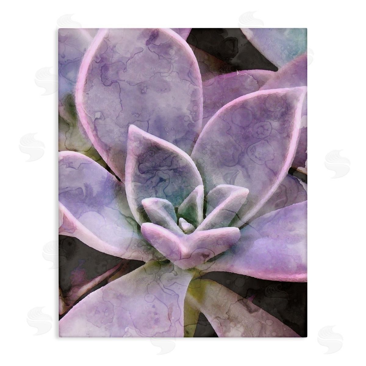 Stupell Studio Purple Succulent Close Up
