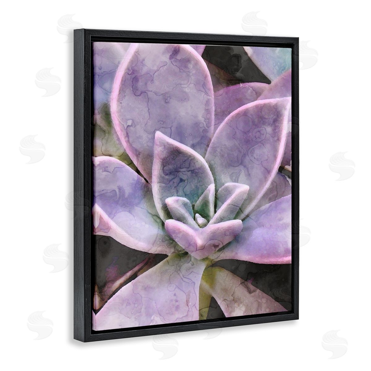 Stupell Studio Purple Succulent Close Up
