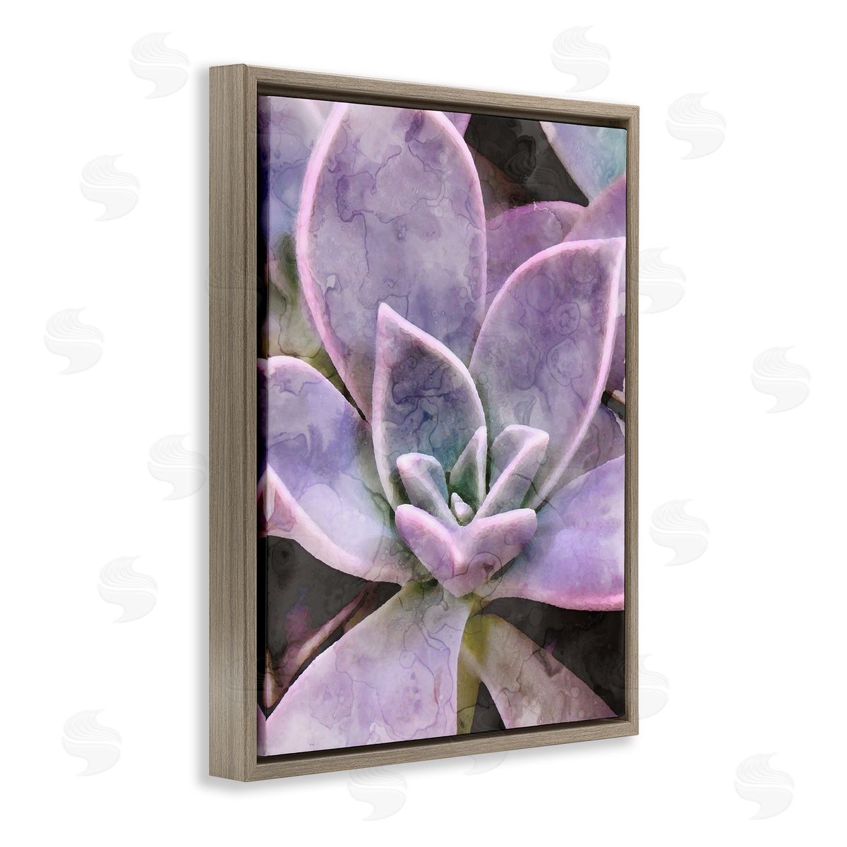 Stupell Studio Purple Succulent Close Up