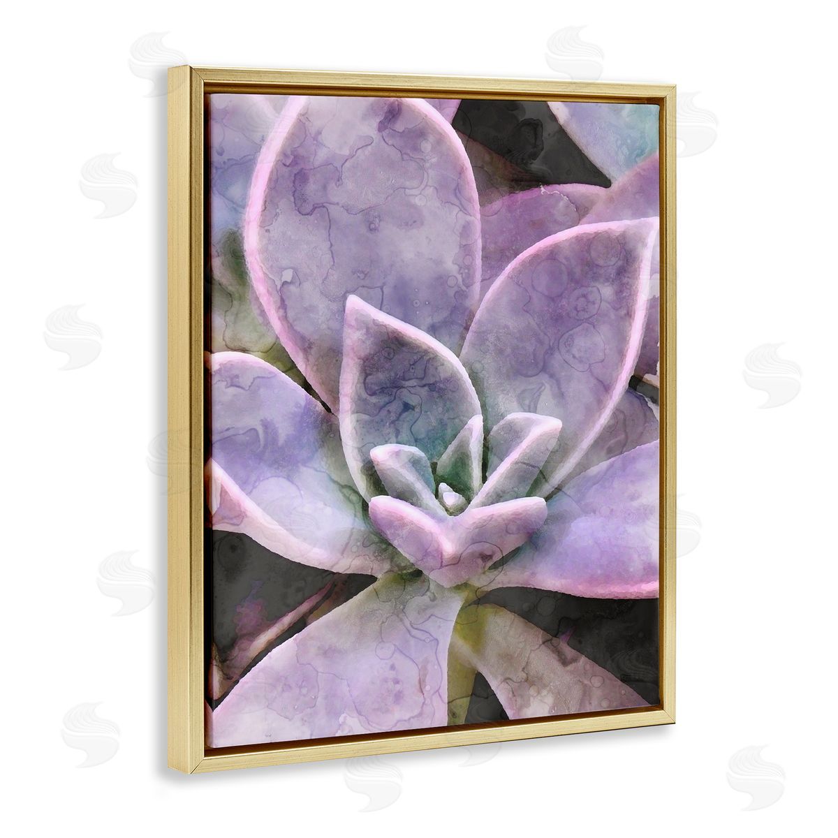 Stupell Studio Purple Succulent Close Up