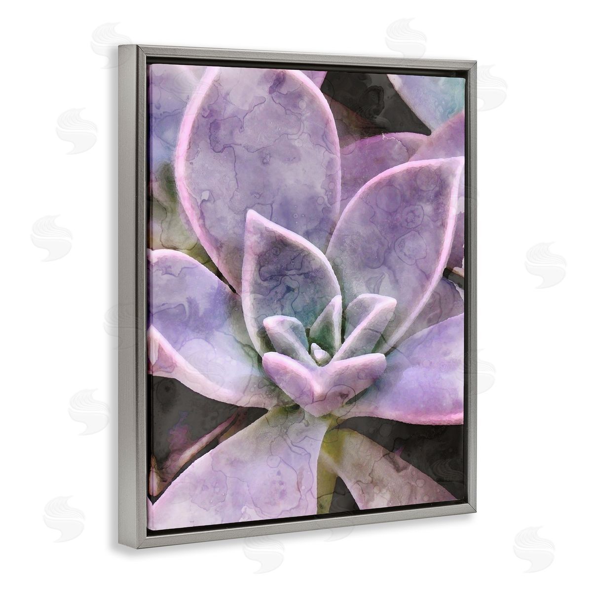 Stupell Studio Purple Succulent Close Up