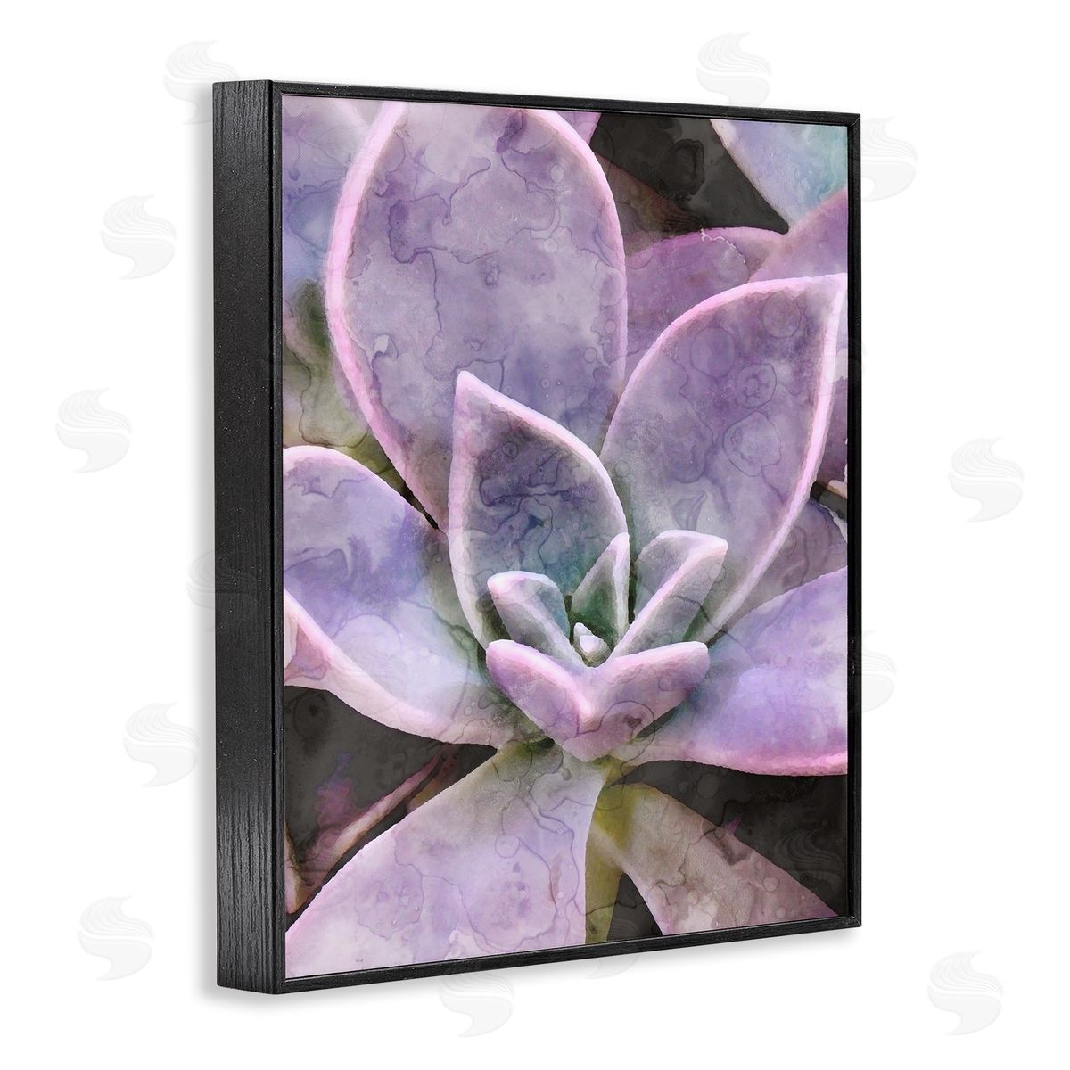 Stupell Studio Purple Succulent Close Up