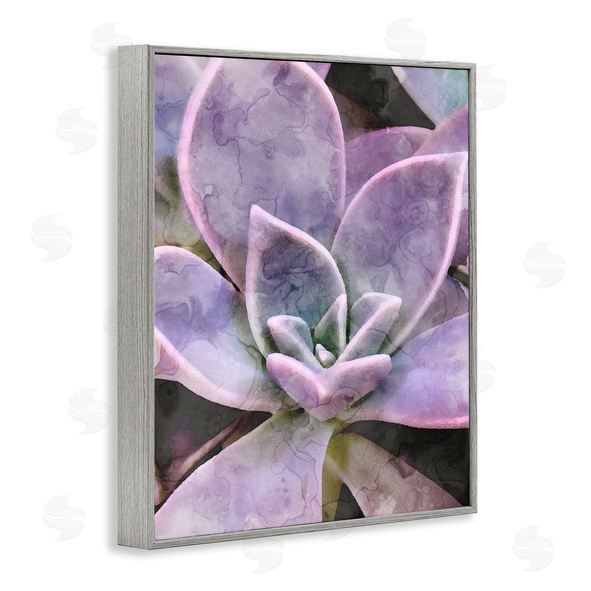 Stupell Studio Purple Succulent Close Up