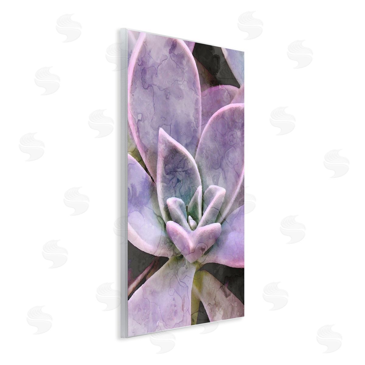 Stupell Studio Purple Succulent Close Up