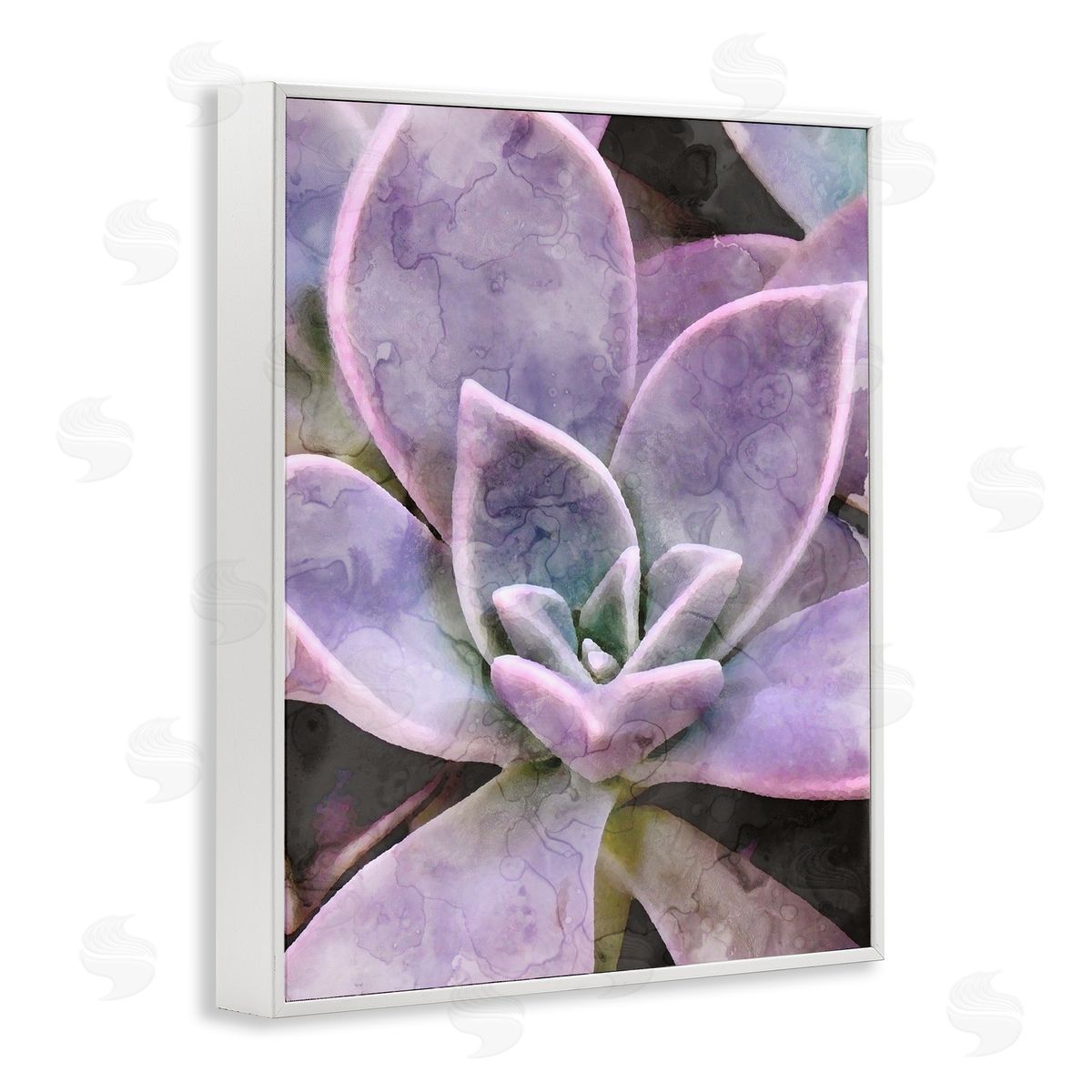 Stupell Studio Purple Succulent Close Up