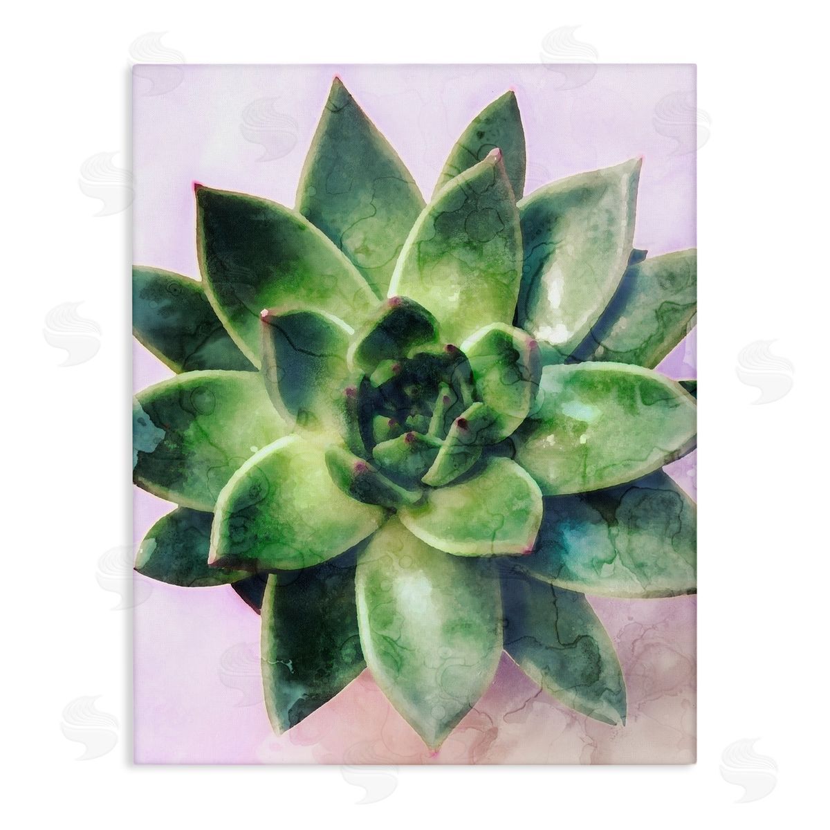 Stupell Studio Round Succulent Plant Leaves