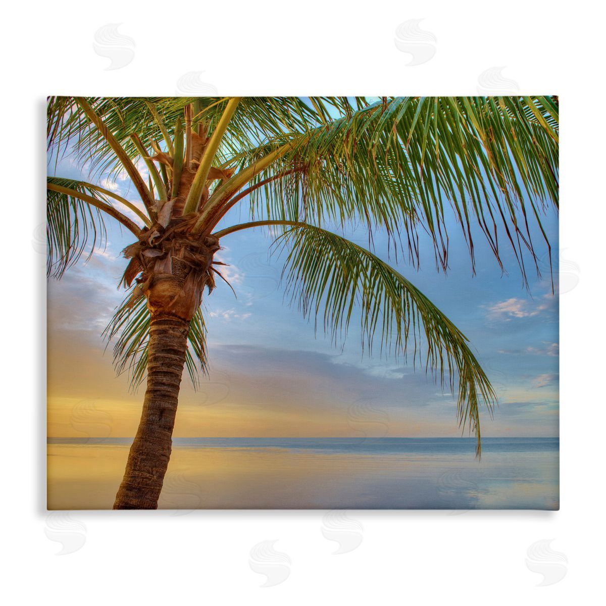 Jack Reed Sunrise Palm Tree Sky Reflection