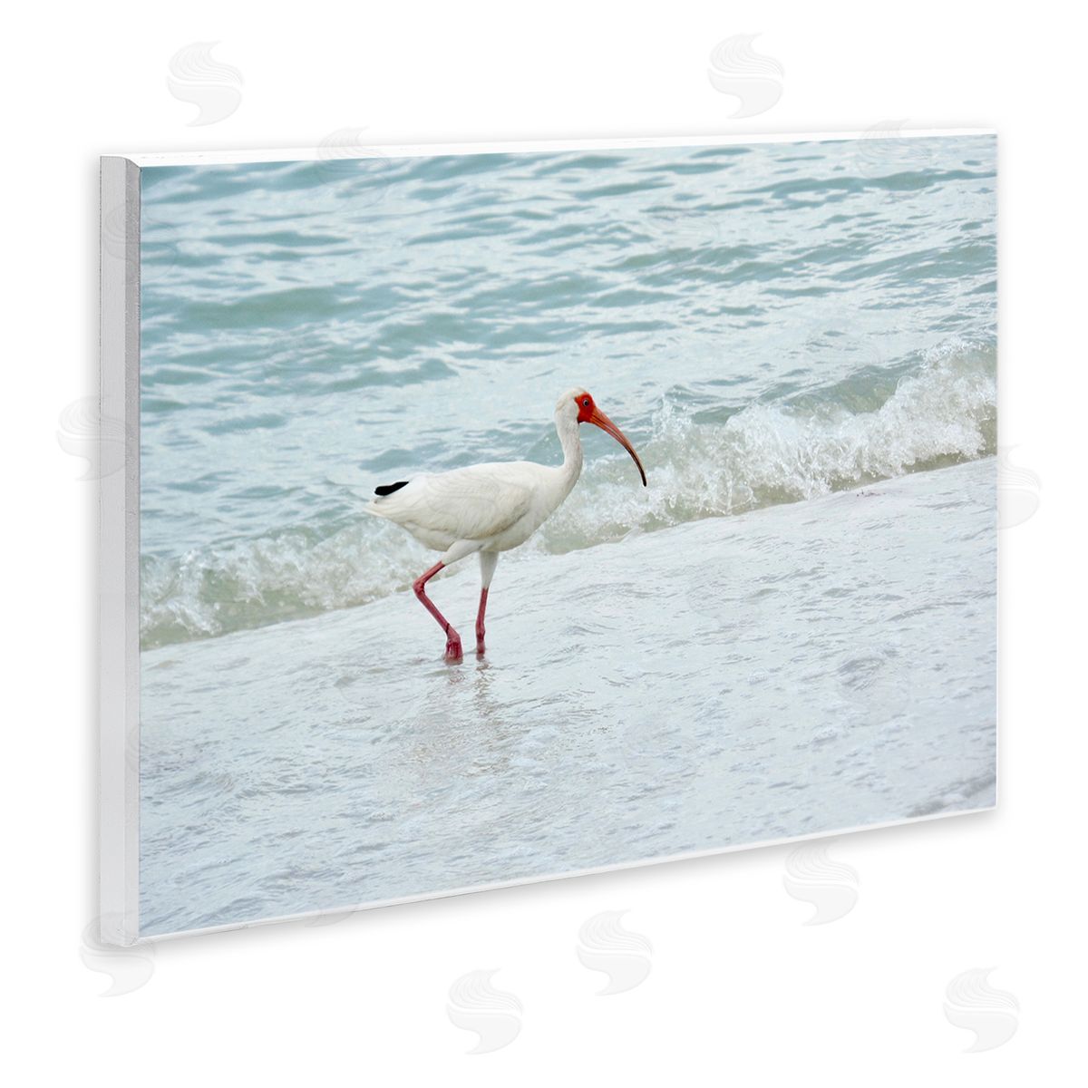 Jairo Rodriguez Bird Stepping Sea Waves Splash