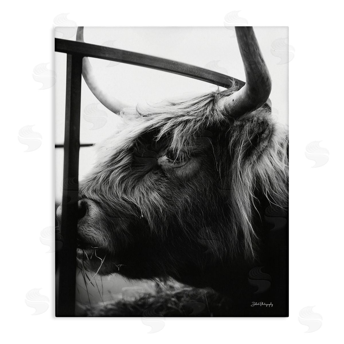 Dakota Diener Longhorn Cattle Feeding Portrait