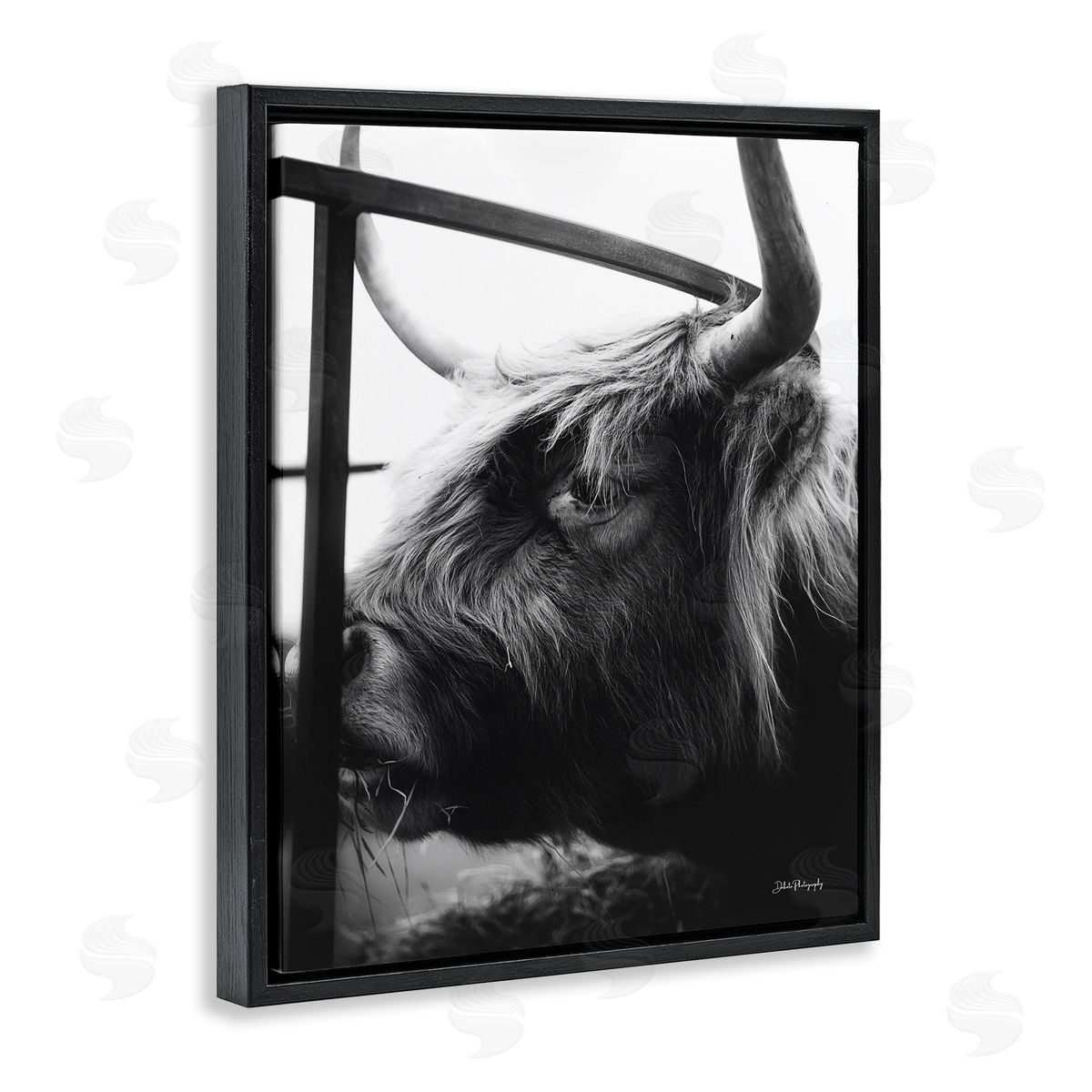 Dakota Diener Longhorn Cattle Feeding Portrait
