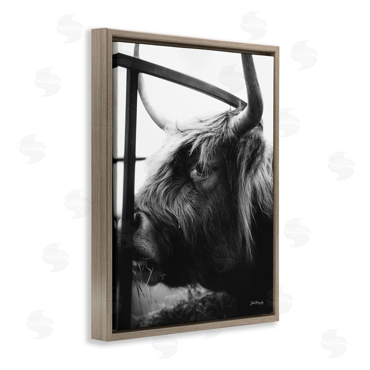 Dakota Diener Longhorn Cattle Feeding Portrait
