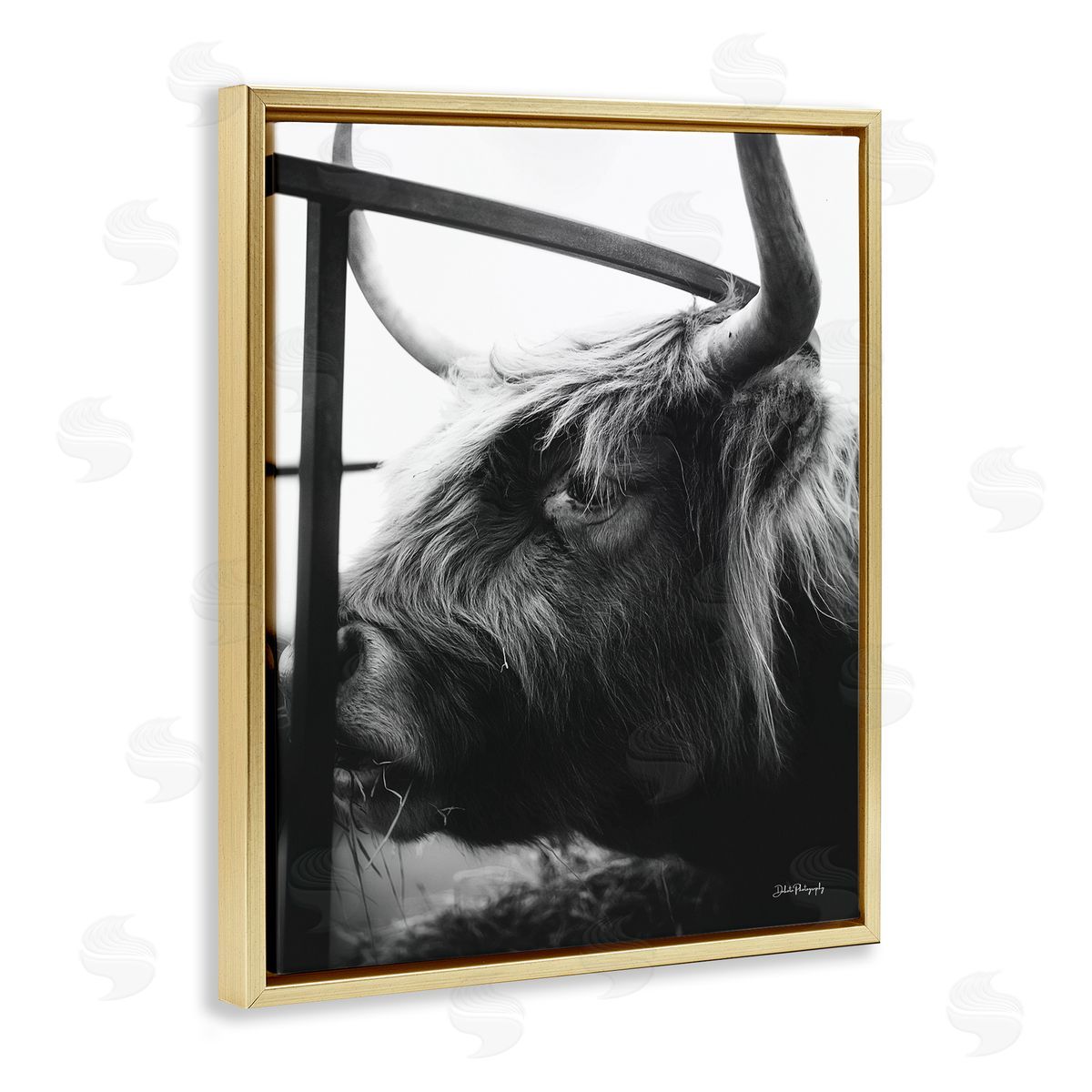 Dakota Diener Longhorn Cattle Feeding Portrait
