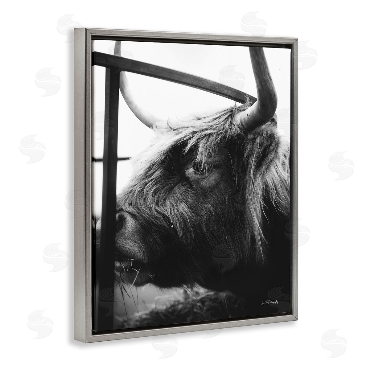 Dakota Diener Longhorn Cattle Feeding Portrait