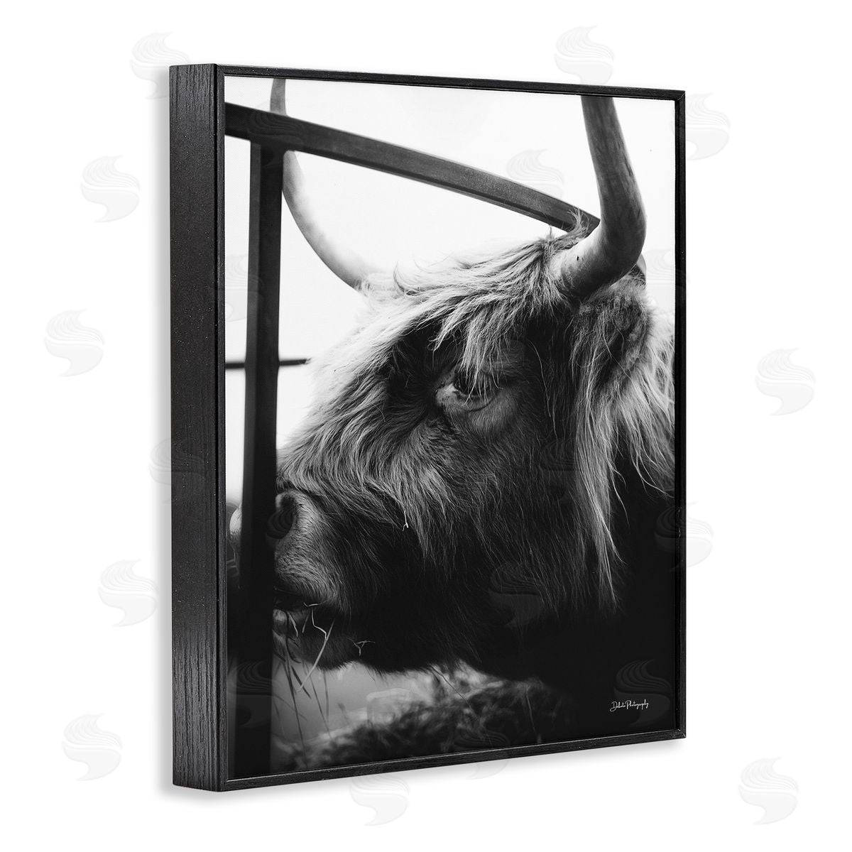 Dakota Diener Longhorn Cattle Feeding Portrait