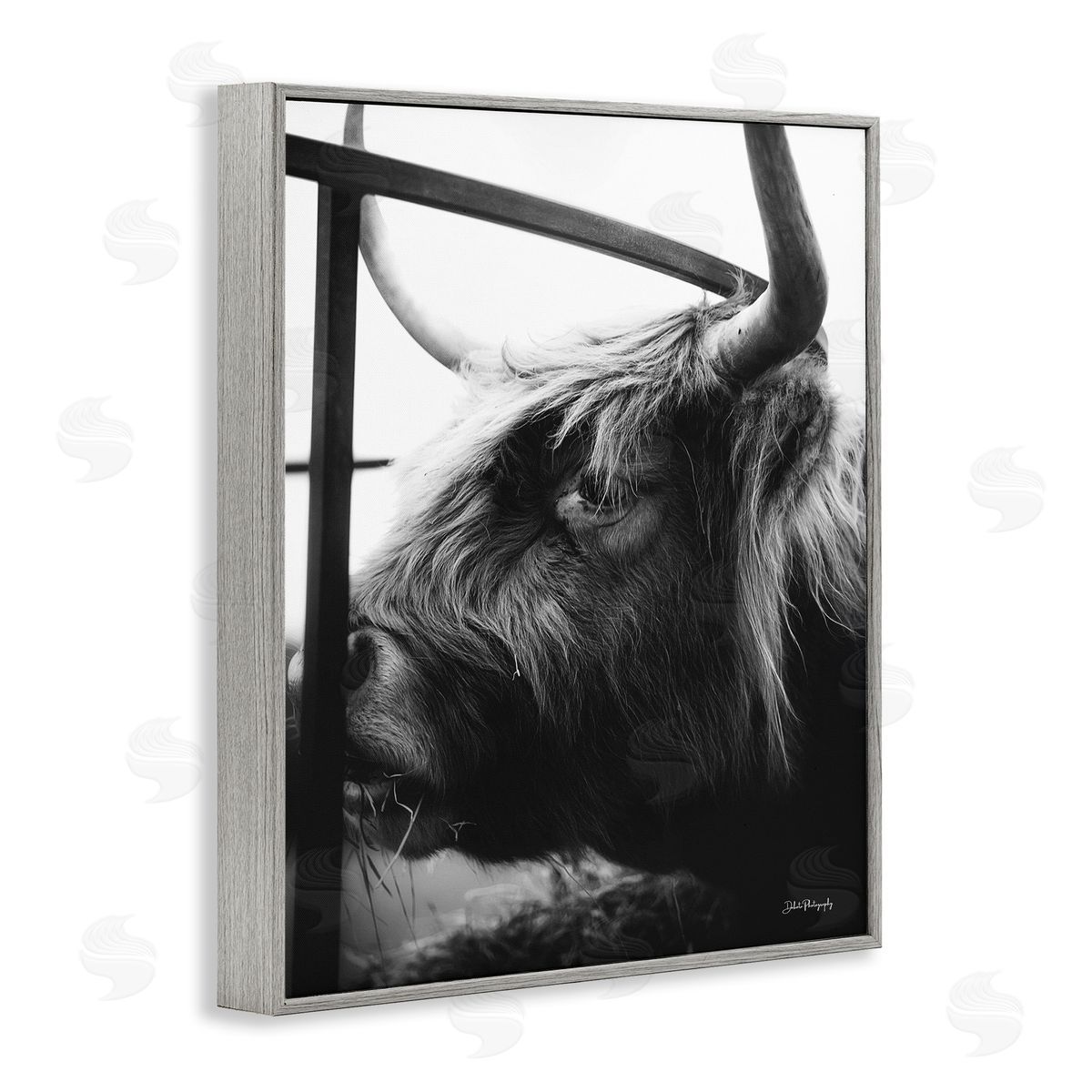 Dakota Diener Longhorn Cattle Feeding Portrait