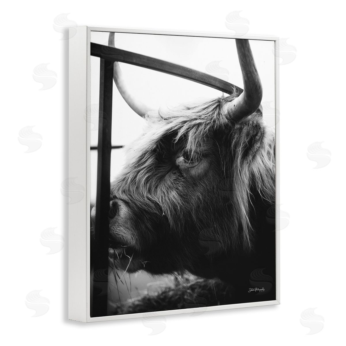 Dakota Diener Longhorn Cattle Feeding Portrait