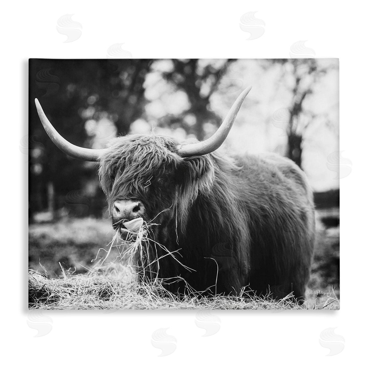 Dakota Diener Highland Cattle Tongue Lick Grass