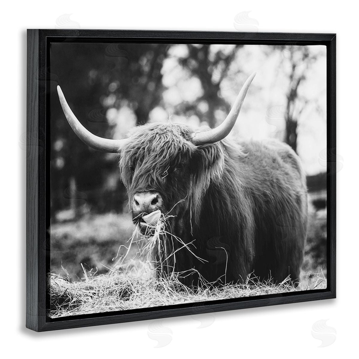 Dakota Diener Highland Cattle Tongue Lick Grass