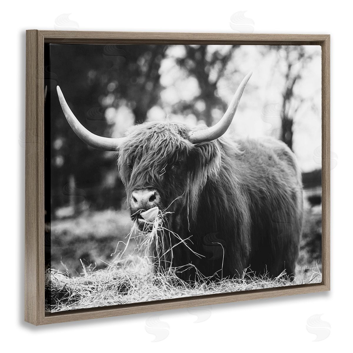 Dakota Diener Highland Cattle Tongue Lick Grass