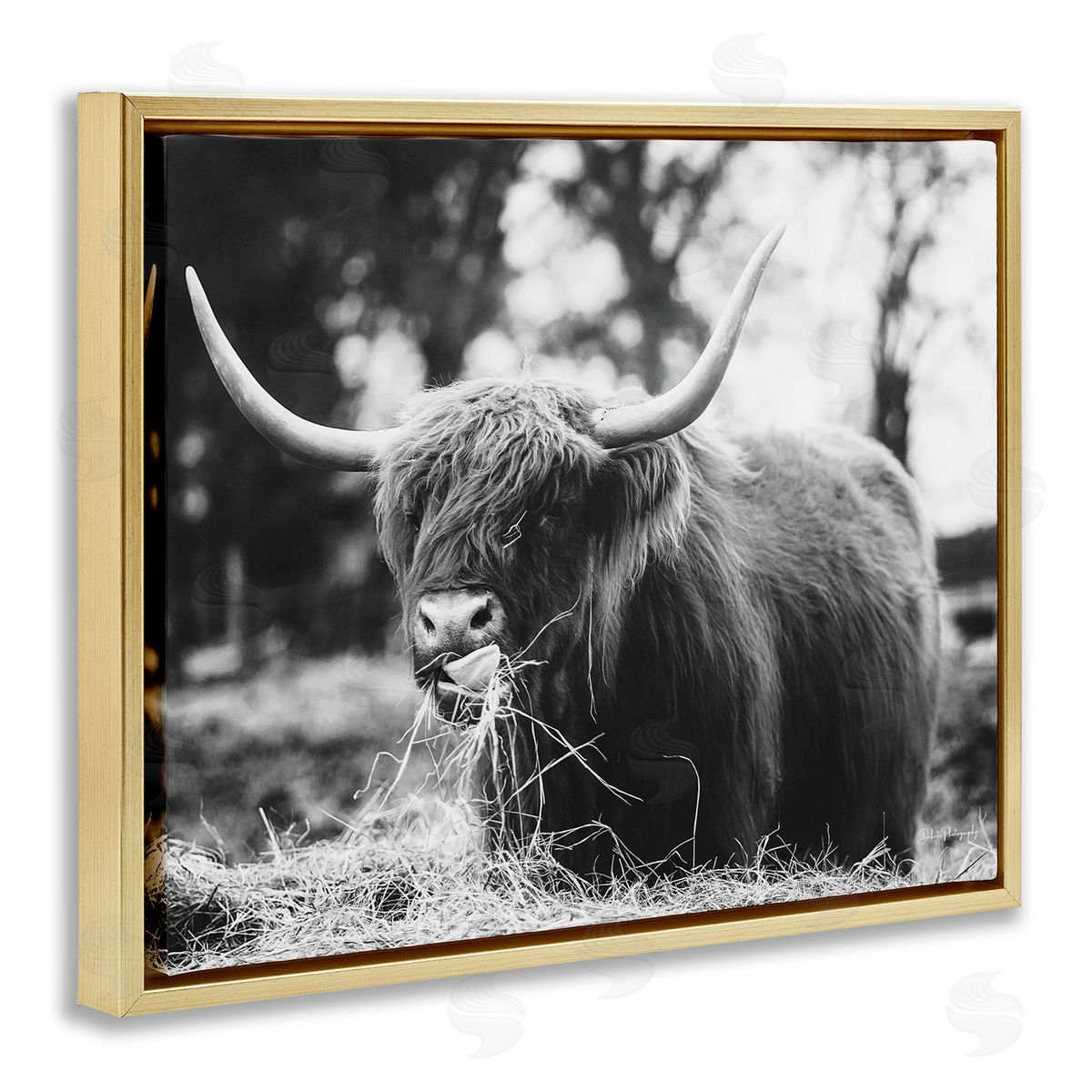 Dakota Diener Highland Cattle Tongue Lick Grass