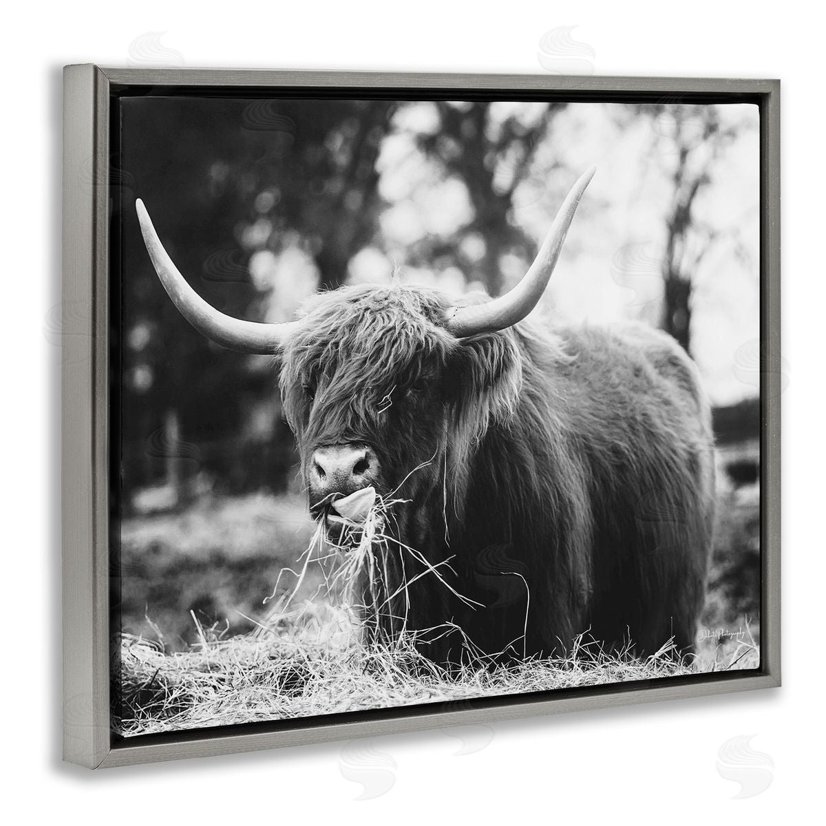 Dakota Diener Highland Cattle Tongue Lick Grass