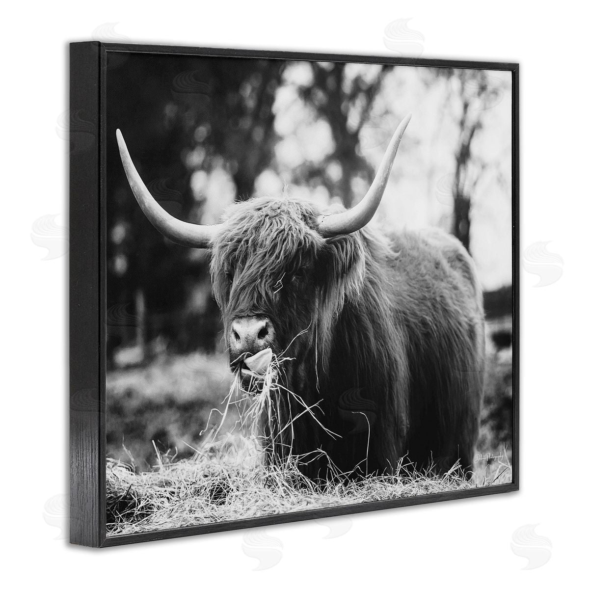 Dakota Diener Highland Cattle Tongue Lick Grass