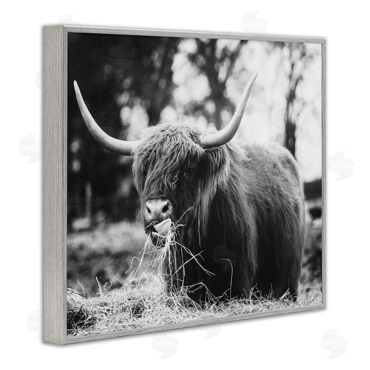 Dakota Diener Highland Cattle Tongue Lick Grass