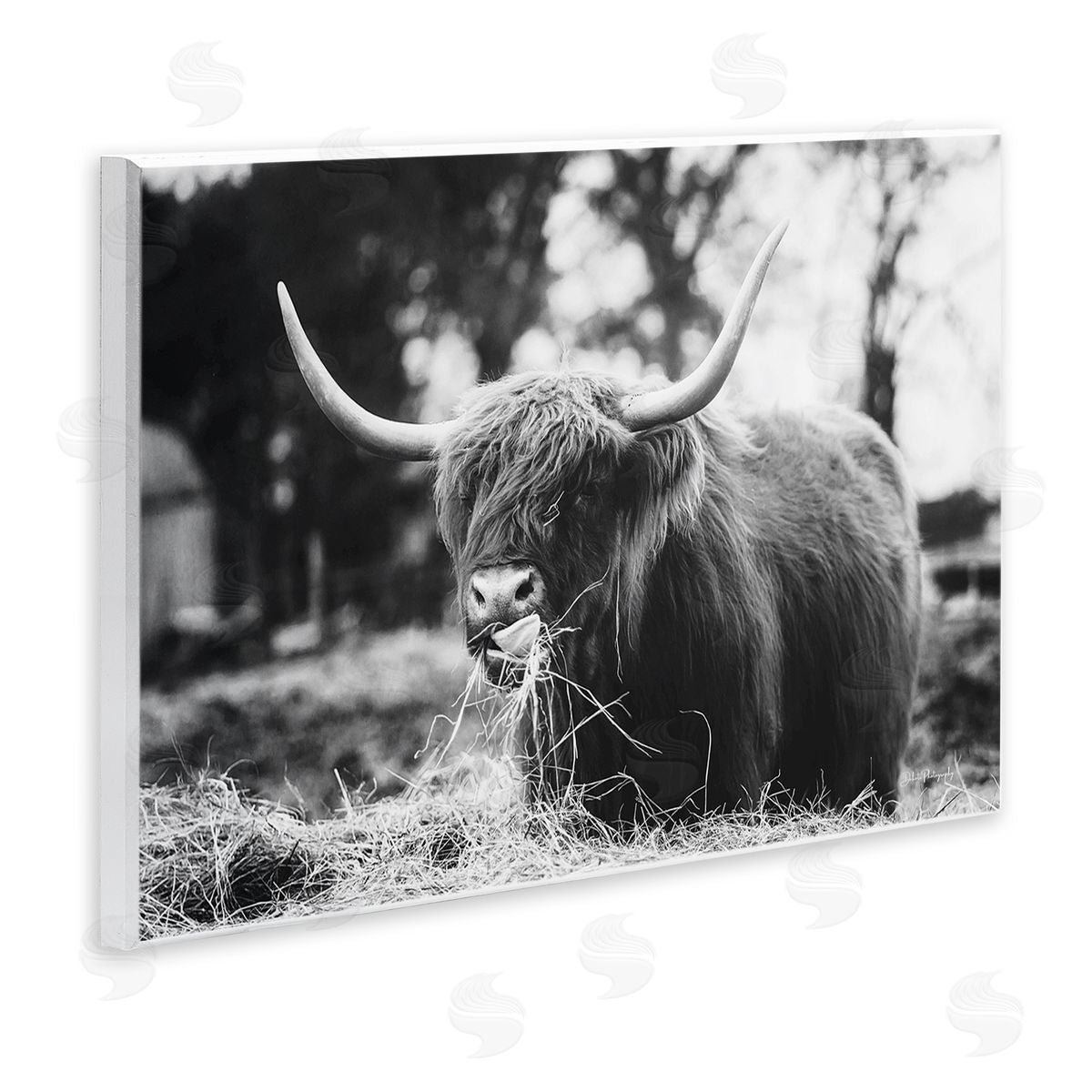 Dakota Diener Highland Cattle Tongue Lick Grass