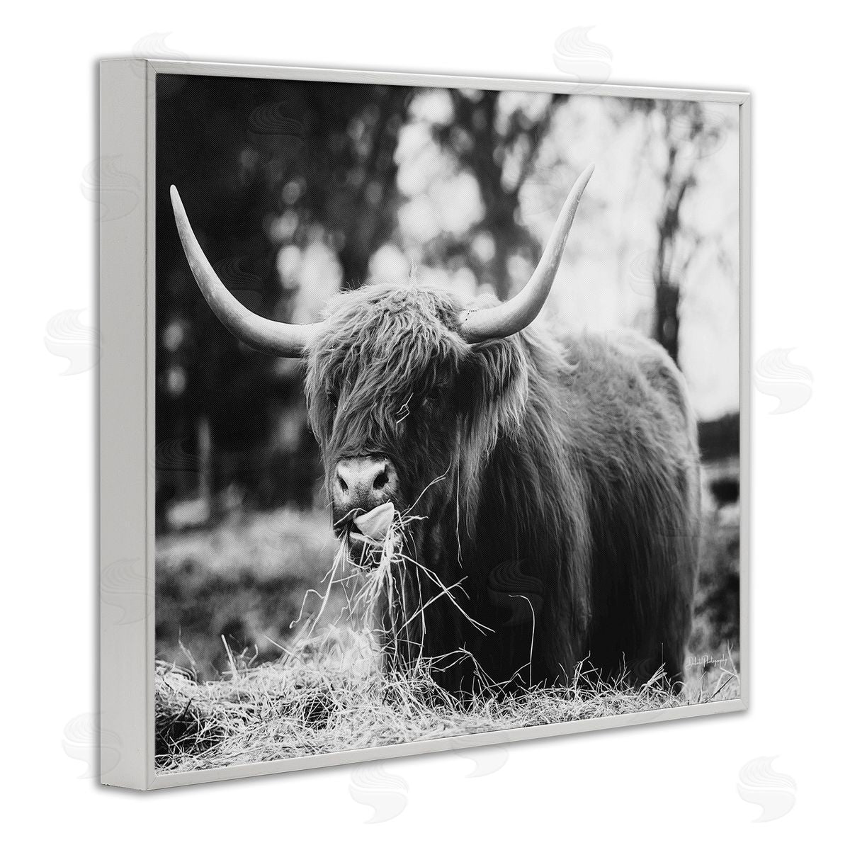 Dakota Diener Highland Cattle Tongue Lick Grass