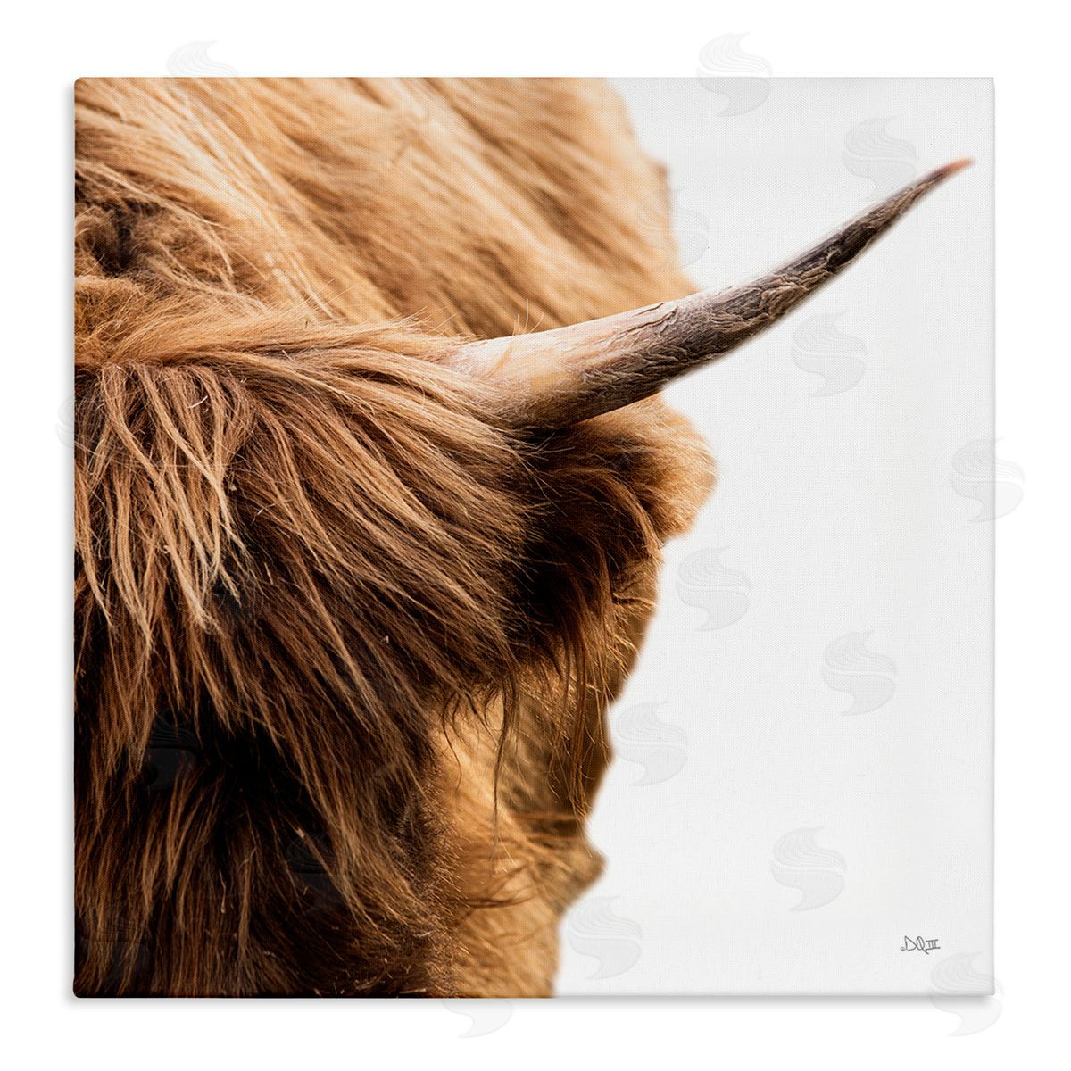 Donnie Quillen Close Up Cattle Horn Photography Stretched Canvas Wall Art Print