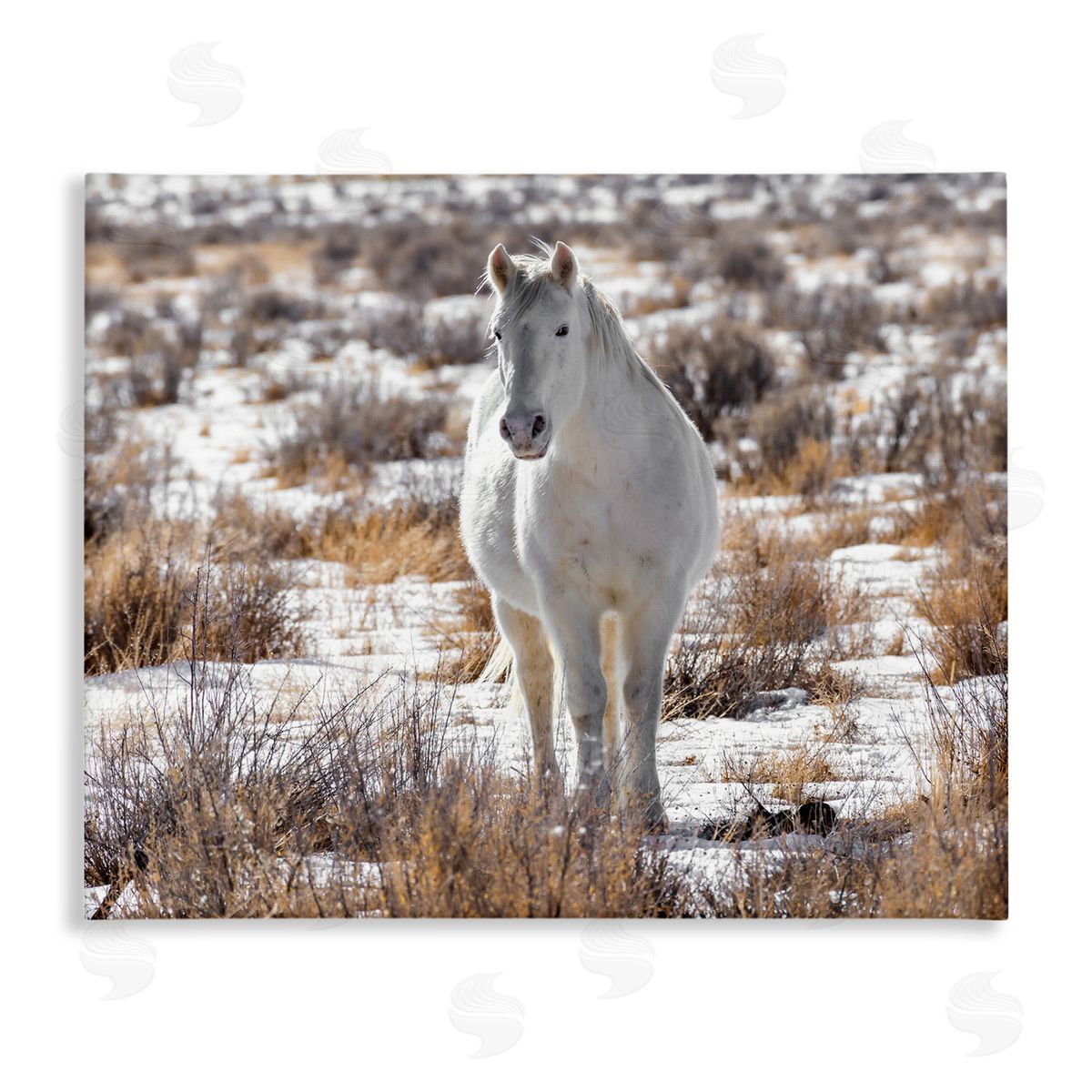 Jeff Poe Photography Winter Snow Horse Wildlife